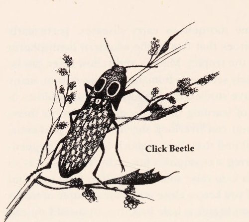 antiqueanimals: From Battle on the Rose Bush : Insect Life in Your Backyard, illustrated by Jean Hel