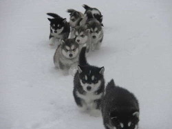 saalem:  adorable, alaskan, cute, dog, dogs, huskies - inspiring picture on Favim.com on We Heart It. http://weheartit.com/entry/15109351/via/Fraan_Rainbow 