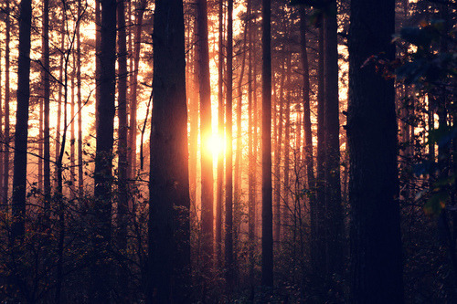youcouldbehappyinow:  Secret forest en We Heart It. http://weheartit.com/entry/86054467/via/mbelualvarez 
