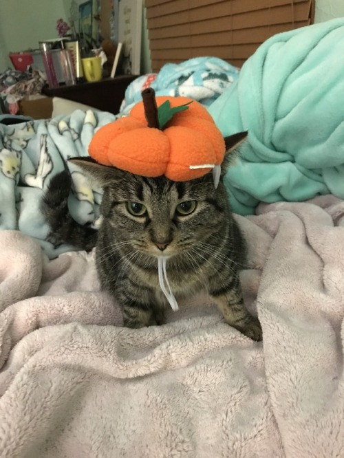 coolcatgroup:One more month until October! I hope her Halloween shirt I ordered comes before the hol