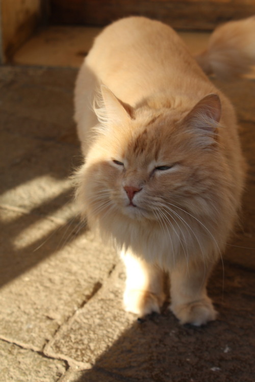 hergracesathenaeum: a beautiful Venetian cat my photography