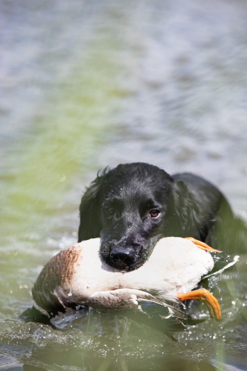 nefja: I photographed the 3 gundogs in training today and got a few ok shots.The 2 brown ones are Ge