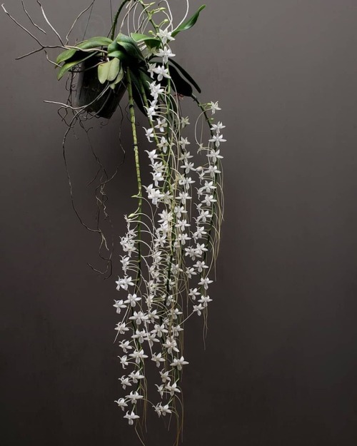 ️ Snow may be flying outside but it’s always tropical in the greenhouse °°° Aerangis Elro (mo