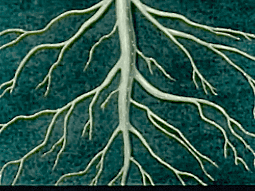 nemfrogfilms:Roots. Gift of Green. 1946.Internet Archive