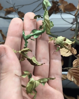 naomicdragonne:  sixpenceee:  Look at these Phyllium Philippinicum or leaf bugs.