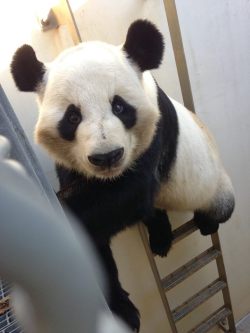 soinlovewithpandas:  Yang Yang at Zoo Atlanta