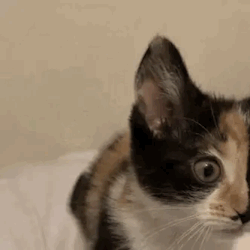 @dollybeagle Asked: Boards You Say?? Could You Make A Cat Related Stimboards With Paw-kneading, With