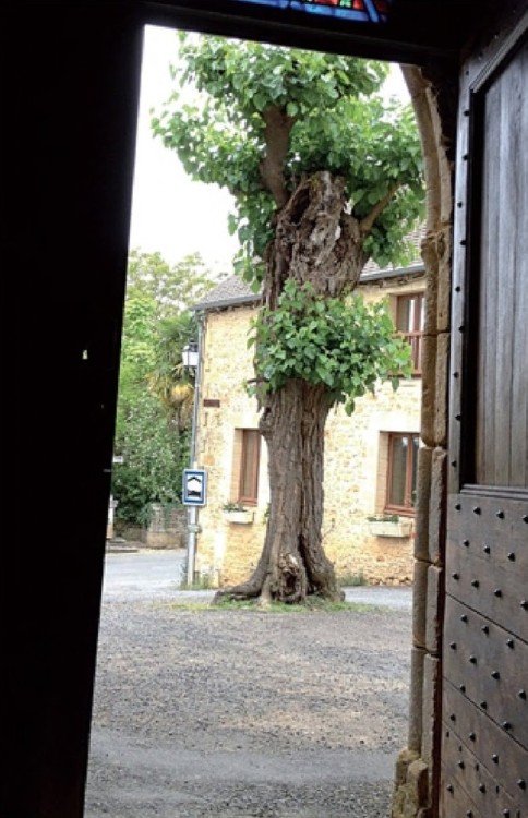 This barely surviving plane tree was probably planted in the tiny village of Tamniès, north of Sarla