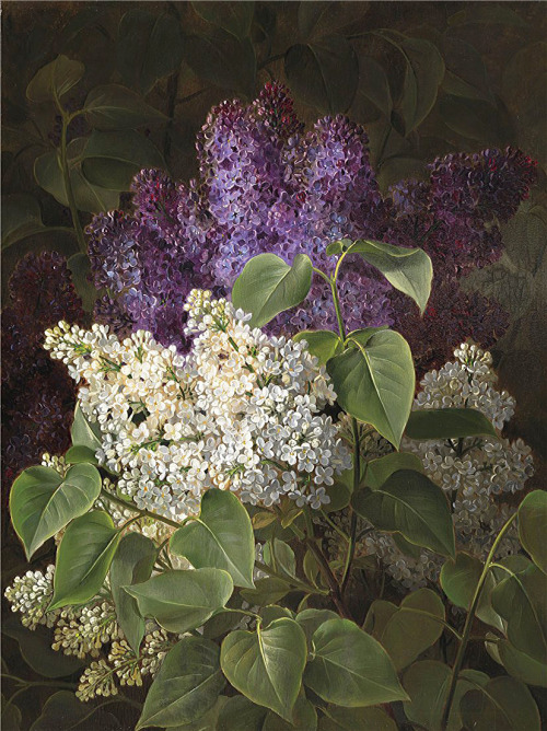 Lilac  -  Johan Laurentz JensenDanish 1800-1856