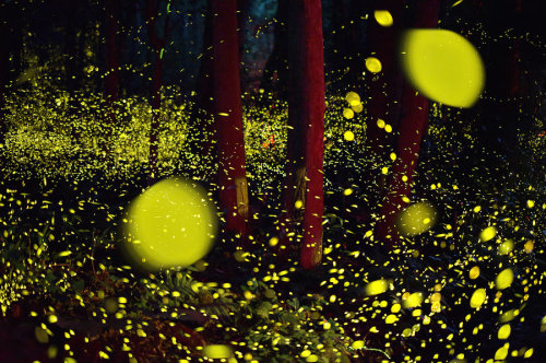 landscape-photo-graphy: Gold Fireflies Dance Through Japanese Enchanted Forest in the Summer of 2016