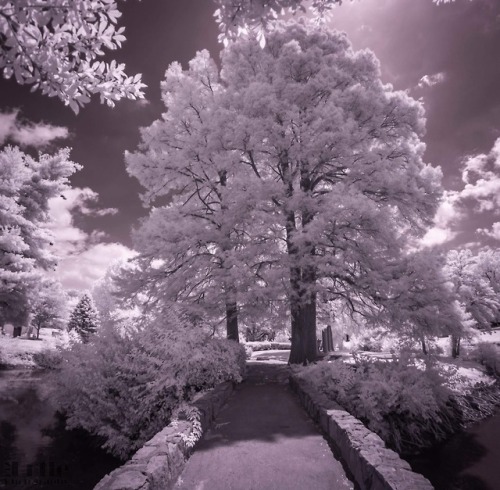 Ir shot of the bridge to Johnson island at Oak Hill cemetery in Evansville, IN. Photo taken with a K