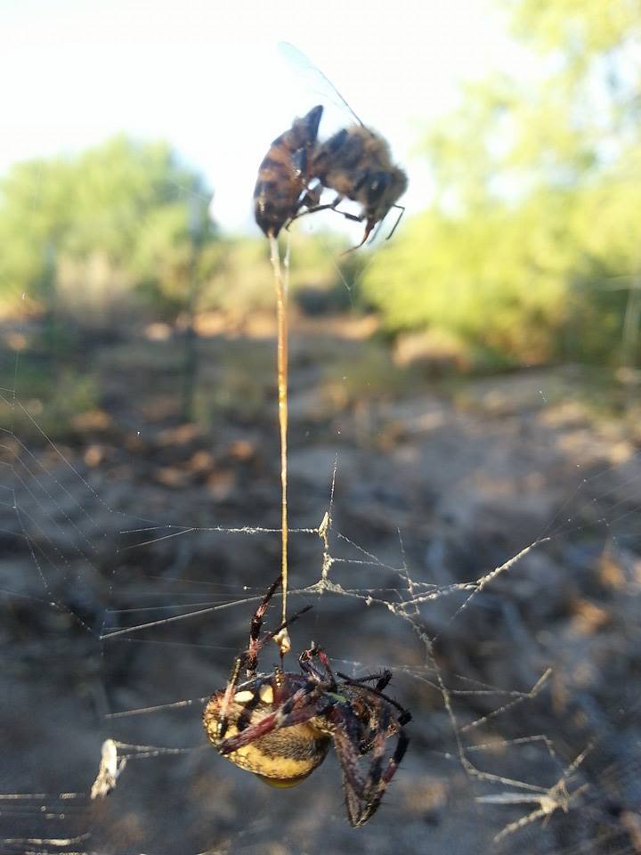 stunningpicture:  Spider catches bee, bee stings spider. Both dead, with bee’s
