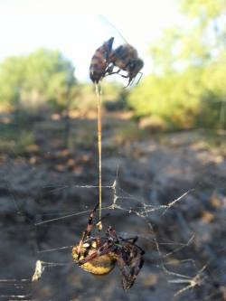 stunningpicture:  Spider catches bee, bee stings spider. Both dead, with bee’s stinger still in the spider. 