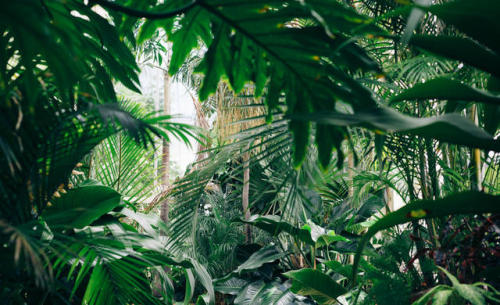 oceaniatropics: daintree rainforest, queensland, australia