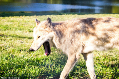 Kanti’s had a big long day of sleeping in the heat of summer. Which, of course, is very exhaus
