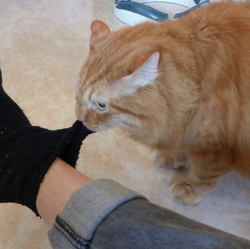 catsbeaversandducks: Lock Up Your Socks: Homer Is Here “Hi! My name is Homer, I have OCSD (Obsessive-Compulsive Sock Disorder) and I like it.” Photos by Homer Le Chat 