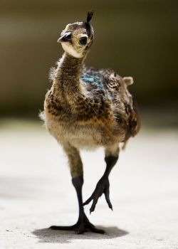 babyanimalgifs:  do me a huge favor and just look at these baby peacocks.. thank you