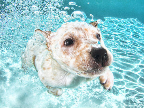 mymodernmet:  Seth Casteel, the photographer behind Underwater Dogs, is back with the adorable series Underwater Puppies (available at Barnes & Noble). Casteel, who taught over 1500 puppies how to swim, hopes to raise awareness of rescue and adoption