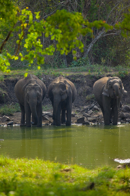 breathtakingdestinations: Kabini Forest - India (von VinothChandar)