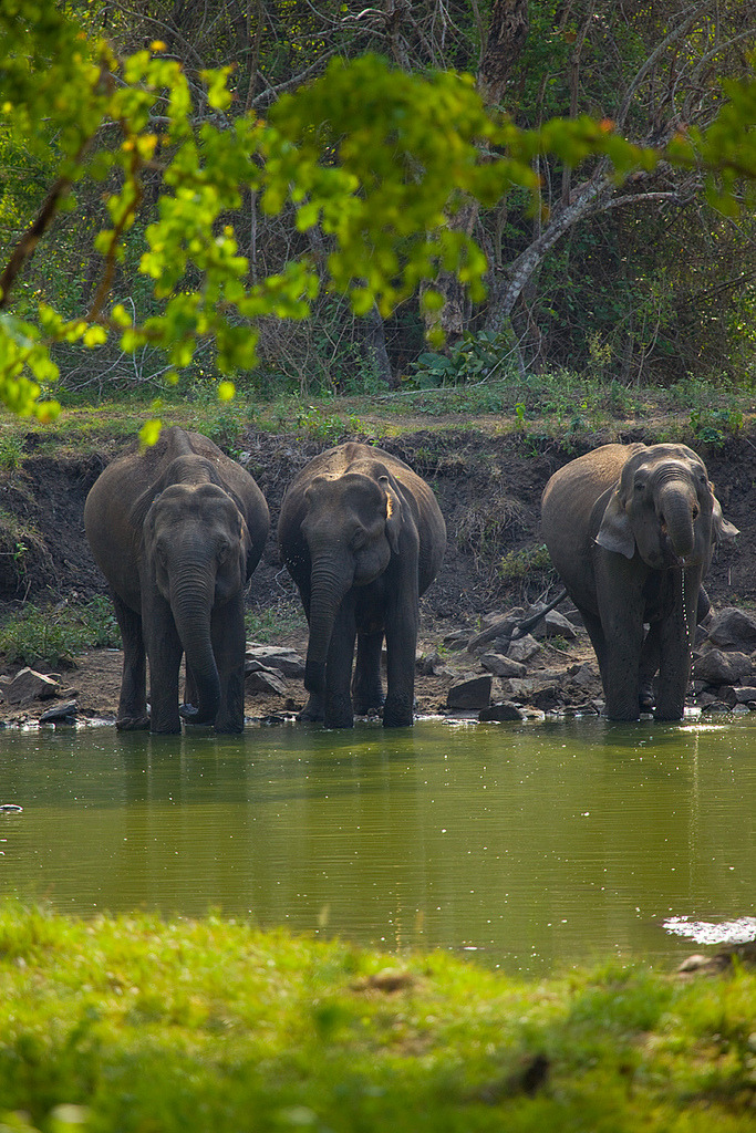 magicalnaturetour:  Thirsty Giants | Kabini (by VinothChandar) 