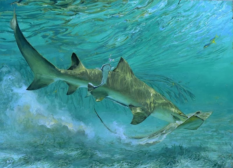 art-and-fury:  Lemon shark and ray - Two wahoo - Three sailfish and a ballyhoo -