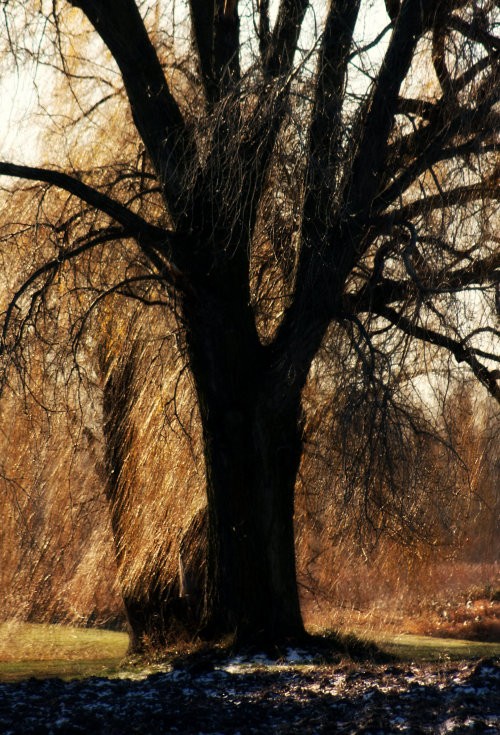 walking-geema:Winter Willow