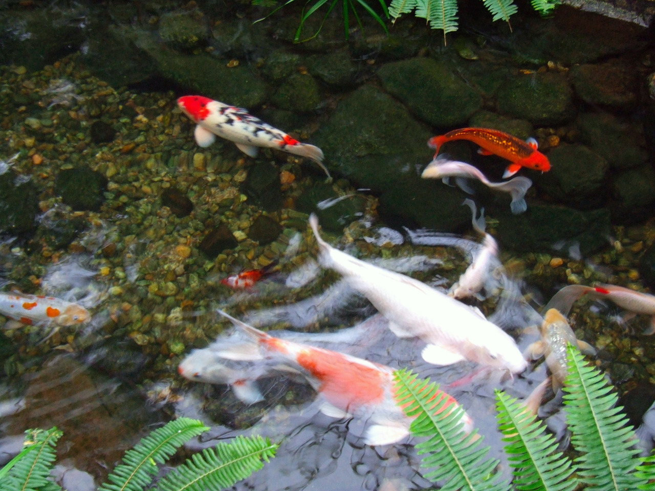 johnpei:  The Pond 