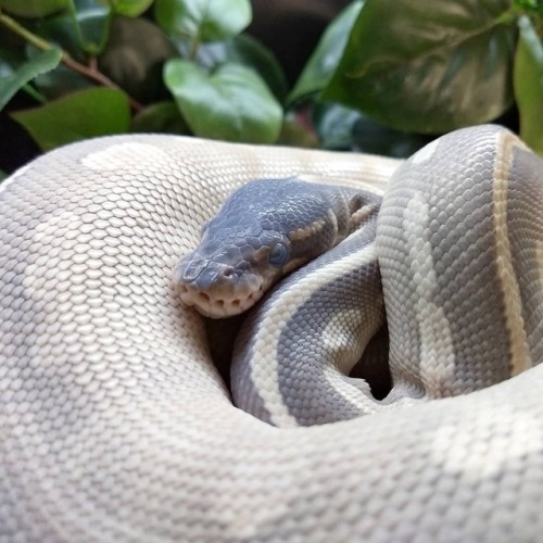 Keep forgetting to post photos of Tapioca because I’m dumb and post most photos of the boy on 