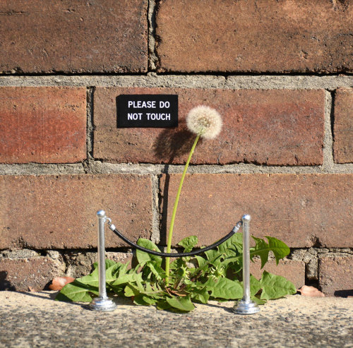 briedoof:escapekit:Witty Street ArtSydney-based street artist Michael Pederson’s creates quirky stre