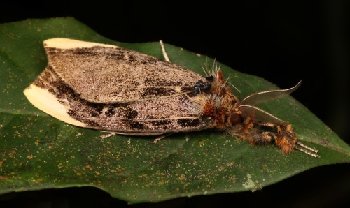 sinobug: Tussock Moth (possibly Pida sp., Lymantriinae, Erebidae)  by Sinobug (itchydogimages) on Fl