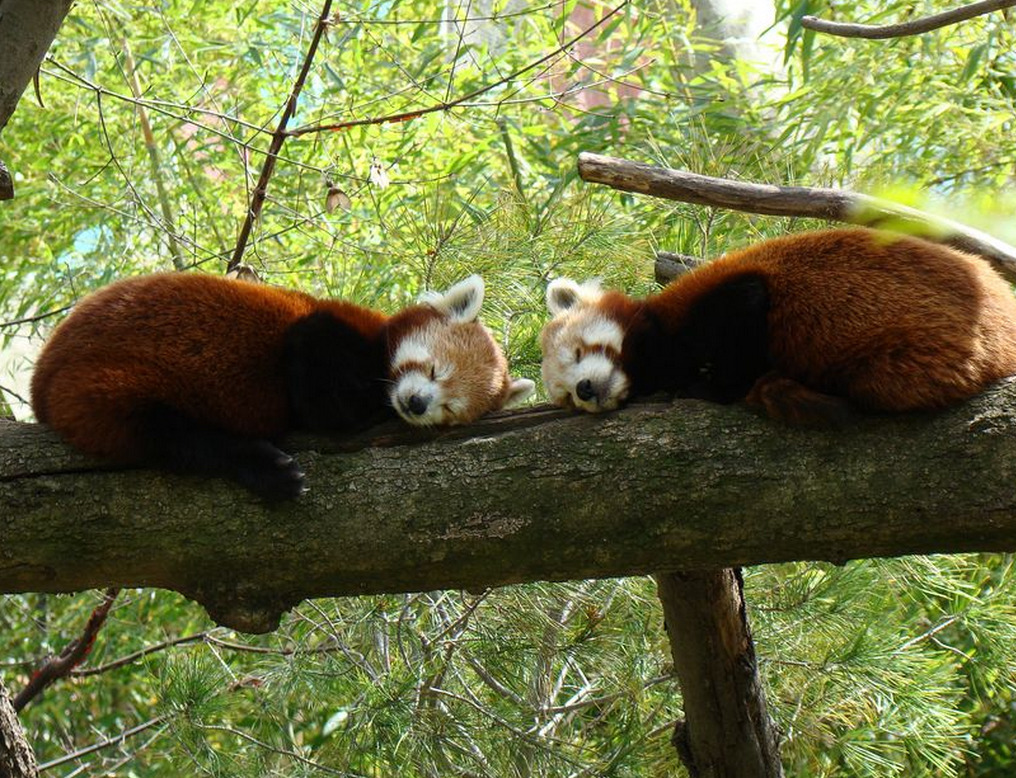 silveralicorn:  chawandar:  red panda :3  1) hangin out2) nap buds3) ate a sour grape