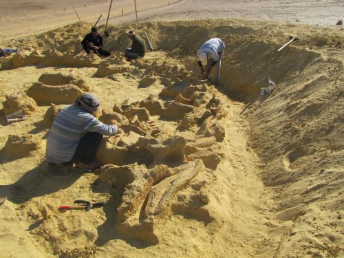 fossilporn:A Whale Inside A Whale, That Was Eaten By A Shark, Discovered In Egyptt’s like a pr