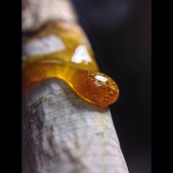 shesmokesjoints:  Oh but that drip is just so beautiful ^_^