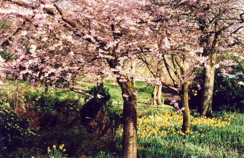 englishsnow:  Takeshi Suga 