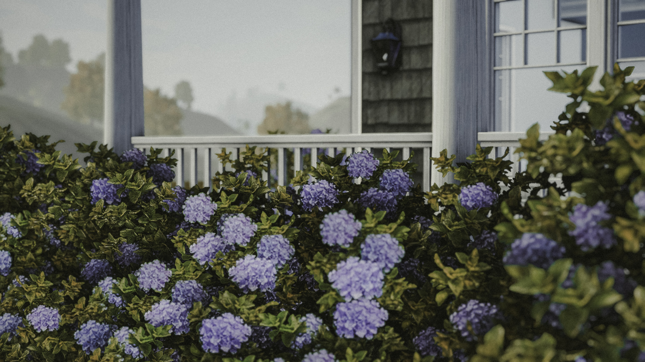 Hamptons-style home with big blue hydrangeas sitting in front of a white-fenced porch.