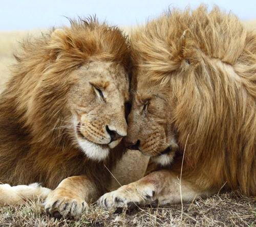 Lovey Lions