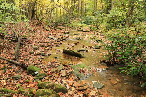 Leftovers from a late October hike at Coopers Rock State Forest.