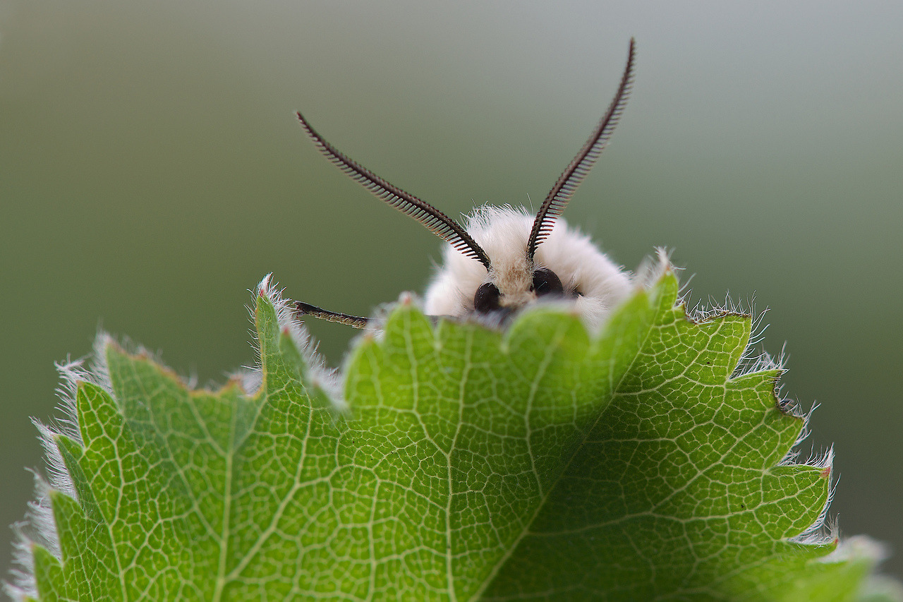 andantegrazioso: Spilosoma lubricipeda or White Ermine  or the cutest moth ever |