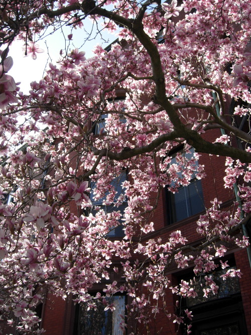 sarahshootsphotos: The Pink of Springtime - Magnolias roll through the air between the hard sidewalk