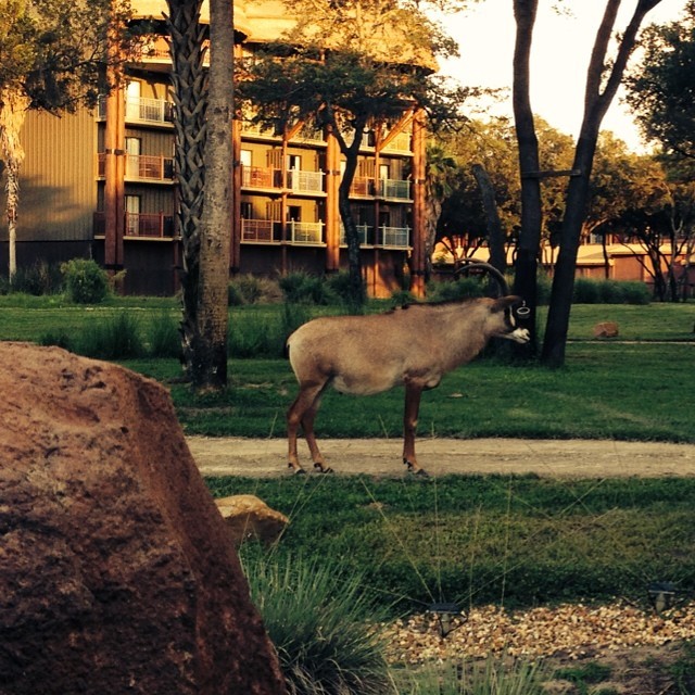 Another #latergram from Disney’s Animal Kingdom. #disney #orlando #florida #waltdisneyworld #animalkingdom #wildlife