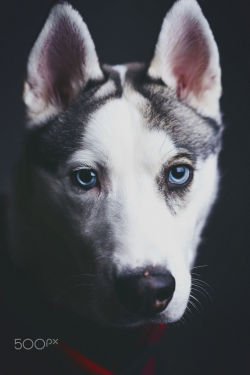 handsomedogs:  Chelsee Taylor | Petee x Portrait