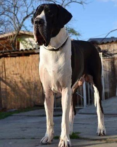 When you first see a European Great Dane is how imposing a dog they are in the flesh. They’re much l