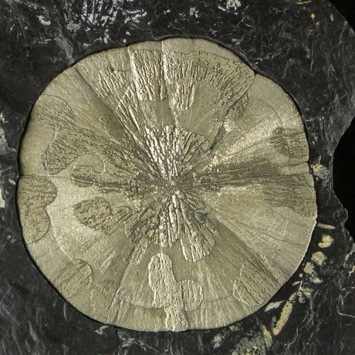 Pyrite Sun in black Slate with Fern Fossils - Sparta, Illinois