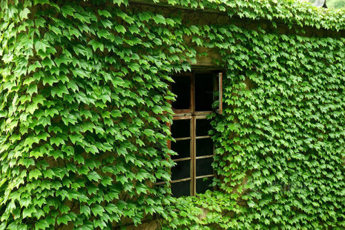 innocenttmaan:  Shengsi, an archipelago of almost 400 islands at the mouth of China’s Yangtze river, holds a secret shrouded in time – an abandoned fishing village being reclaimed by nature. These photos by Tang Yuhong, a creative photographer based