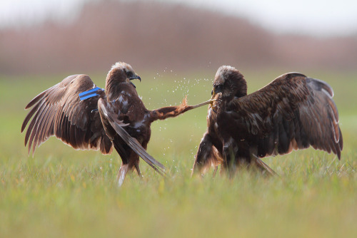 Busard kick by phalalcrocorax Here is an old picture of two wild busard fighting each other for food