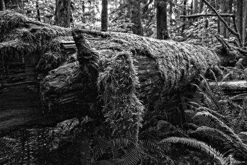 Moss and ferns…Cathedral Grove, BC. Canada ~ Coast to Coast ~ Shades of Black & White ~ A