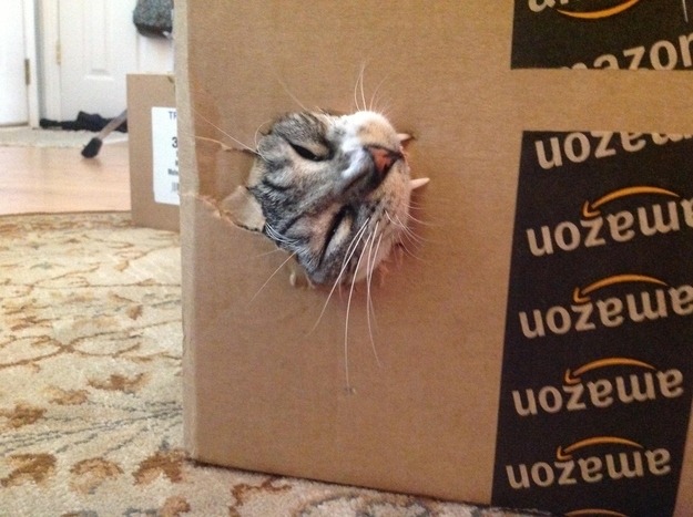 catsbeaversandducks:
“ It’s International Box Day!
Photos via BuzzFeed
”