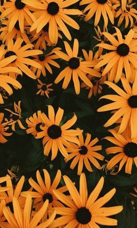 lockscreen-45:  🌻