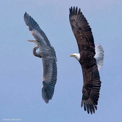 krakenqueen: funnywildlife: This Bald Eagle was chasing the Great Blue Heron away from the eggs in h