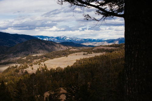 dappermouth:Springtime landscapes in Yellowstone National Park.
